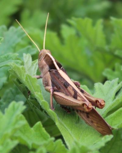 Acanthacris ruficornis