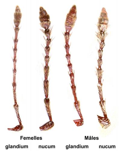 Curculio divers