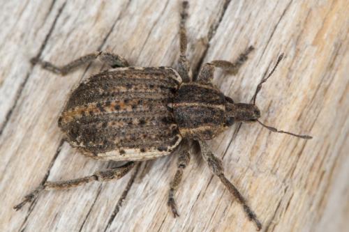 Réf. 114 854 : Brachypera zoilus