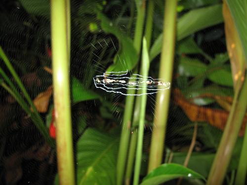 Cyclosa sp.