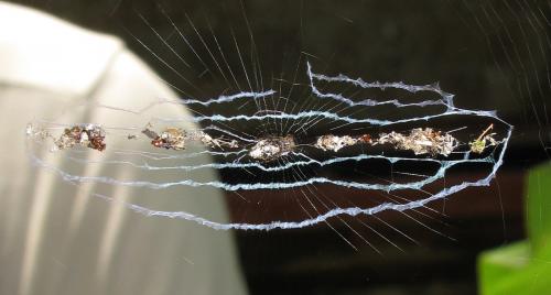 Cyclosa sp.