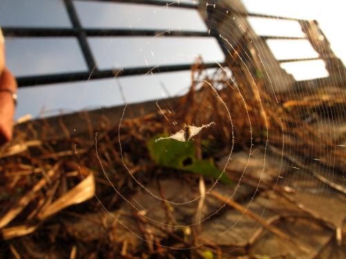 Cyclosa sp.