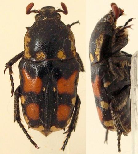Cymophorus spiniventris quadrimaculatus