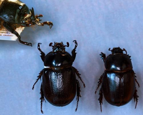 Réf. 114 586 : Cyphonistes vallatus