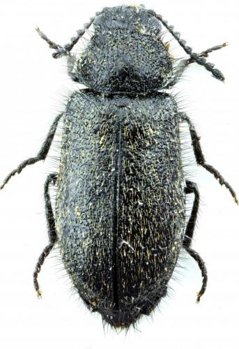 Dasytes gonocerus