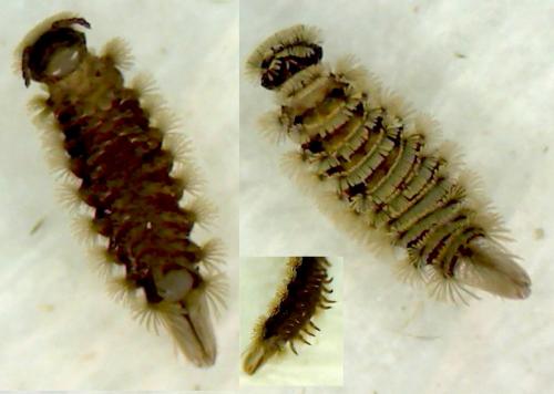 Réf. 114 037 : Polyxenus lagurus