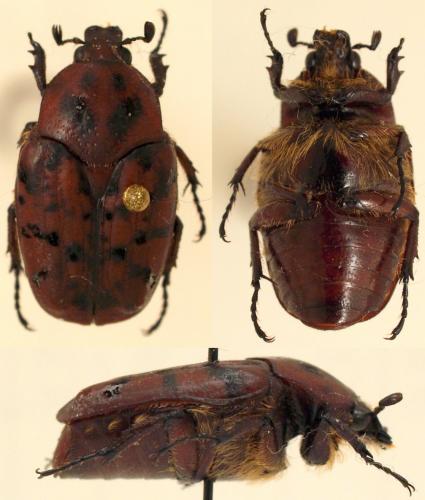Diphrontis garnieri