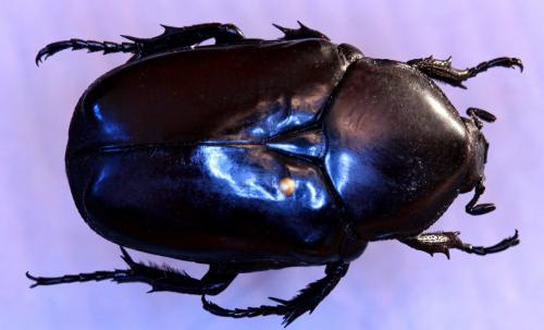 Diplognatha gagates silicea