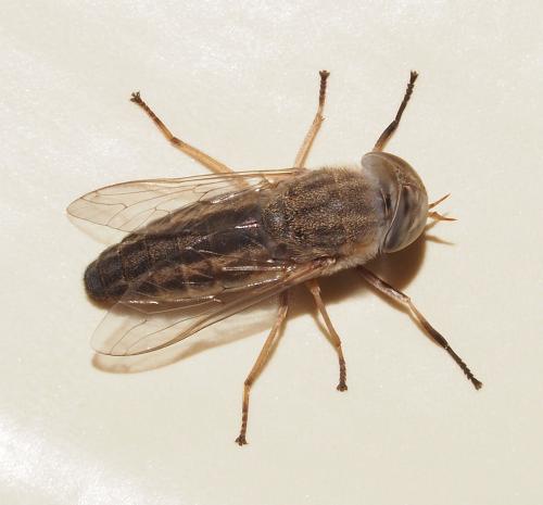 Réf. 114 140 : Atylotus agrestis