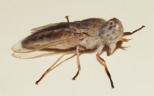 Atylotus agrestis
