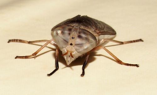 Réf. 114 142 : Atylotus agrestis