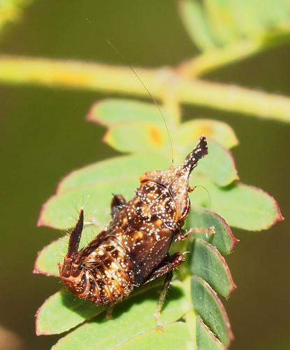 Réf. 114 378 : Exitianus frontalis