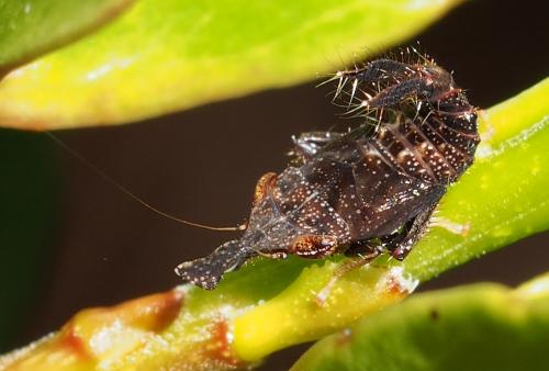 Réf. 114 379 : Exitianus frontalis