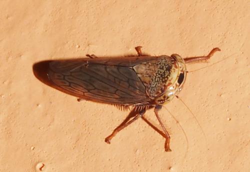 Réf. 114 598 : Exitianus frontalis