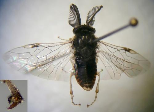 Gilpinia sp.