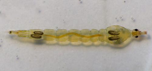 Chaoborus obscuripes