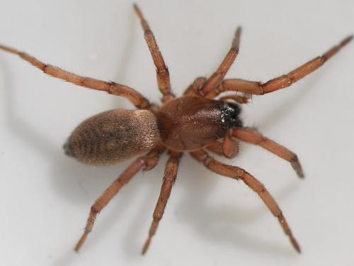 Réf. 114 923 : Haplodrassus sp.