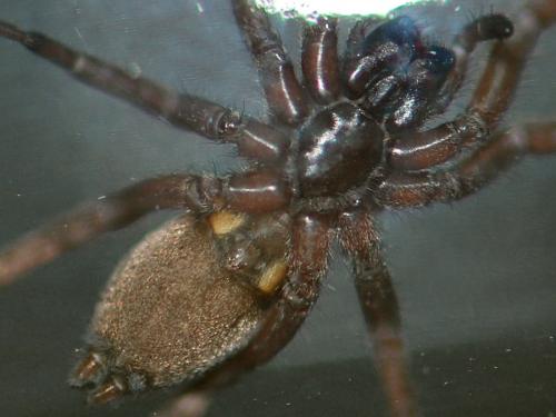Réf. 114 924 : Haplodrassus sp.