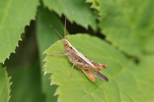 Chorthippus sp.