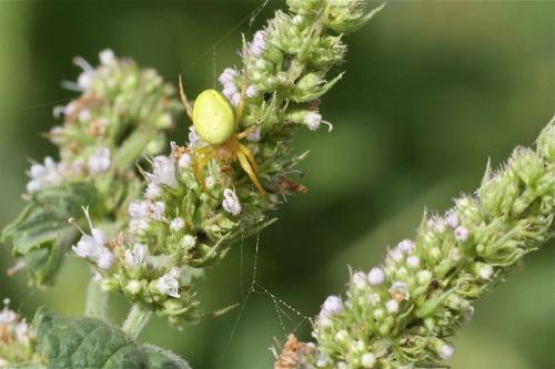 Araniella sp.