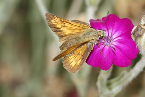 Réf. 114 902 : Ochlodes sylvanus