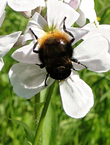 Volucella bombylans