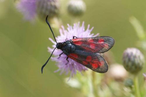 Zygaena filipendulae