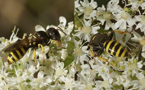 Ectemnius lituratus