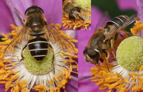 Eristalis nemorum
