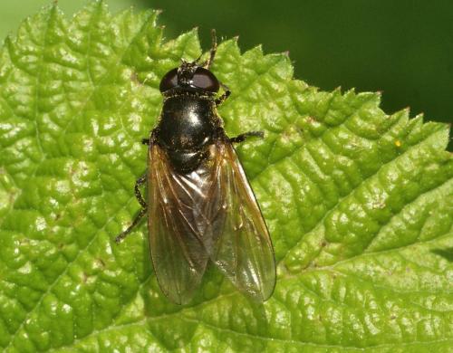 Cheilosia sp.