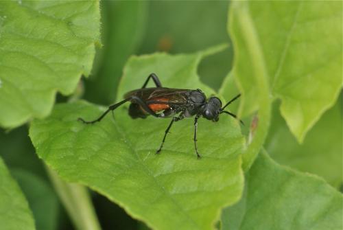 Macrophya annulata