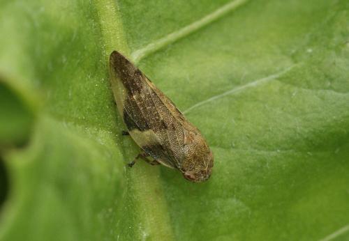 Aphrophora alni