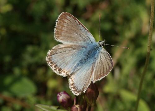 Réf. 114 645 : Polyommatus coridon