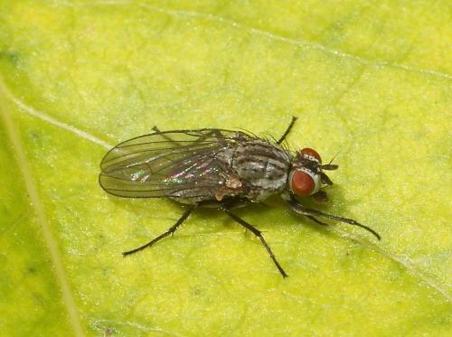 Réf. 114 202 : Lasiomma sp.