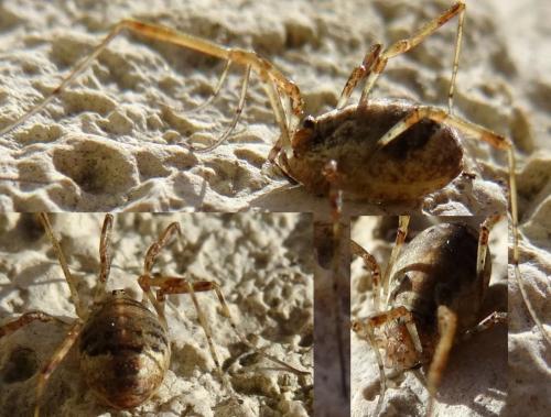 Paroligolophus agrestis