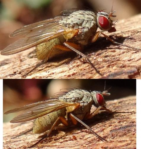 Helina impuncta