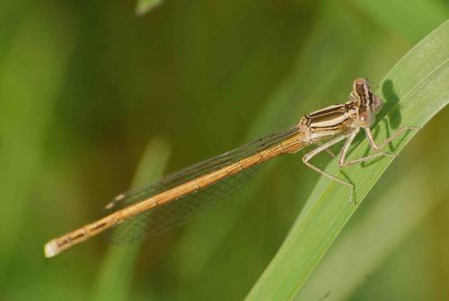 Réf. 114 314 : Platycnemis acutipennis