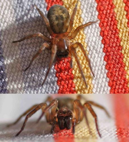 Amaurobius sp.