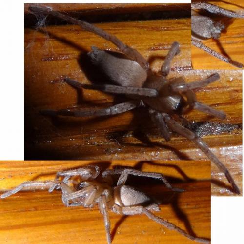 Drassodes sp.