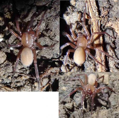 Réf. 114 977 : Cicurina cicur