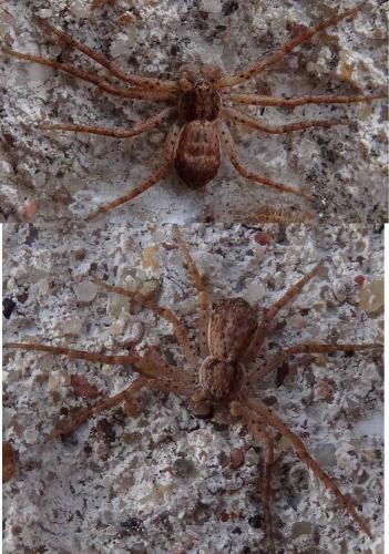 Philodromus dispar