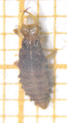 Réf. 114 815 : Nothochrysa capitata