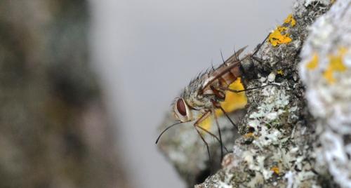Prosena siberita