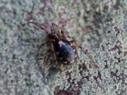 Réf. 114 214 : Enoplognatha mandibularis