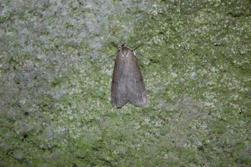 Pachycnemia hippocastanaria