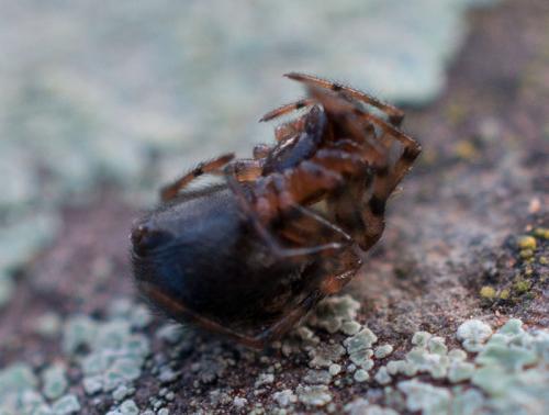 Enoplognatha mandibularis