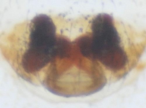 Walckenaeria antica