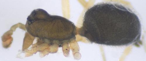 Diplocephalus graecus