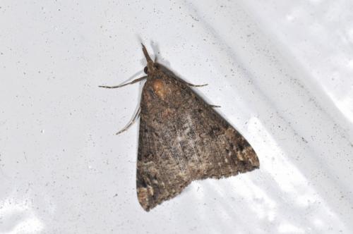 Réf. 114 608 : Hypena obsitalis