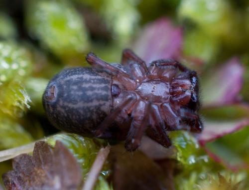 Réf. 114 444 : Amaurobius erberi